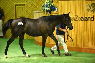 The benchmark on Day 3 was set by Pencarrow Stud's Lot 388 with Dean Hawthorne bidding $800,000.